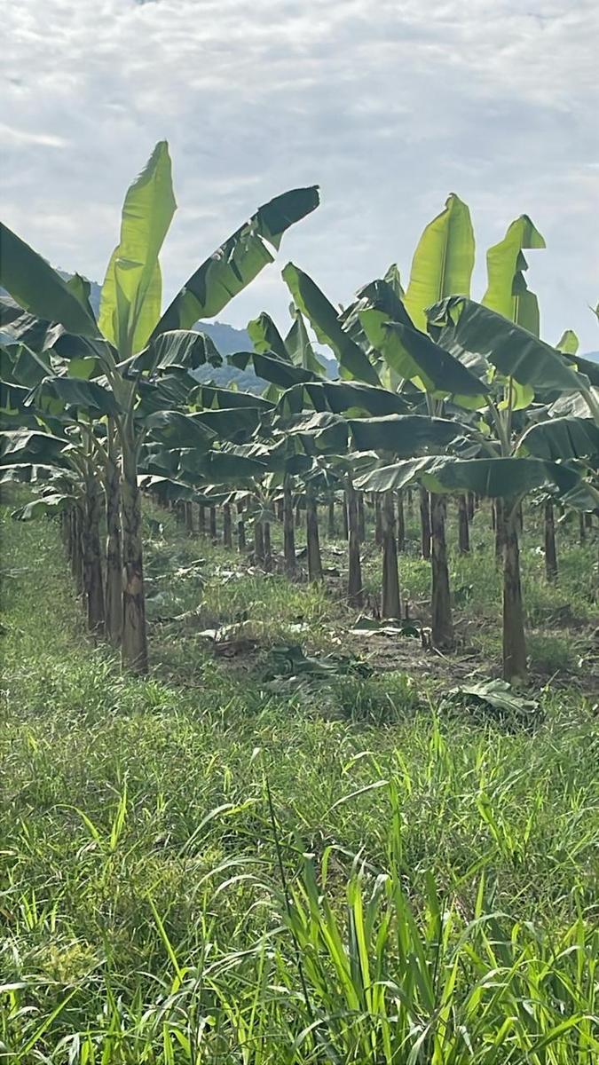 Agricultural Investment Opportunity! Farm for Sale – 114 Productive Hectares 4