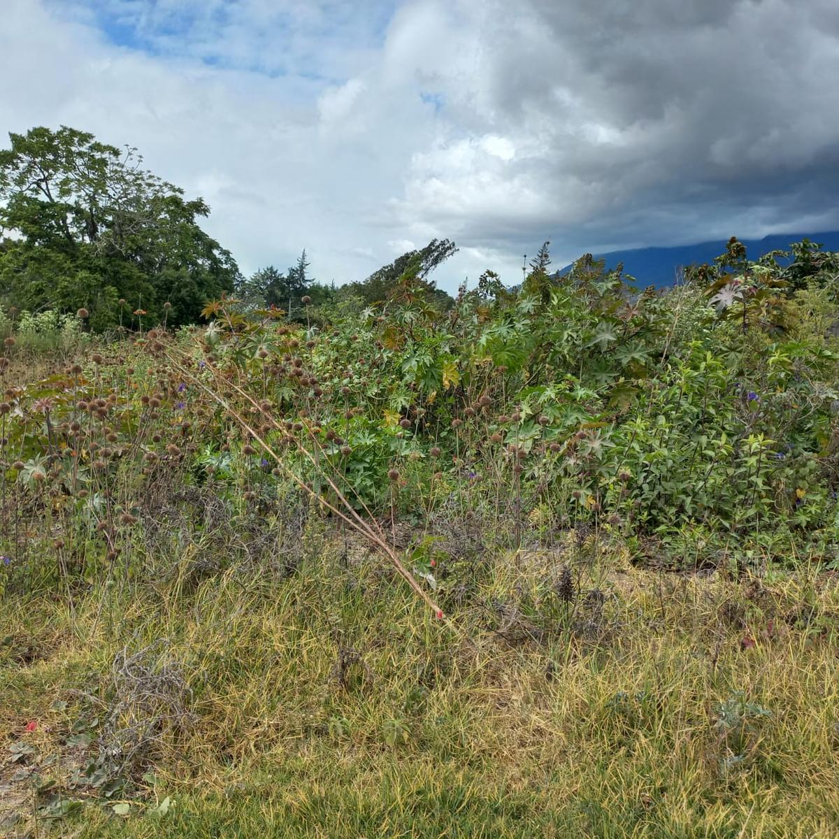 Terreno en venta en Imbabura | Antonio Ante | Atuntaqui, CALLE CUENCA Y SUCRE 477 al 400