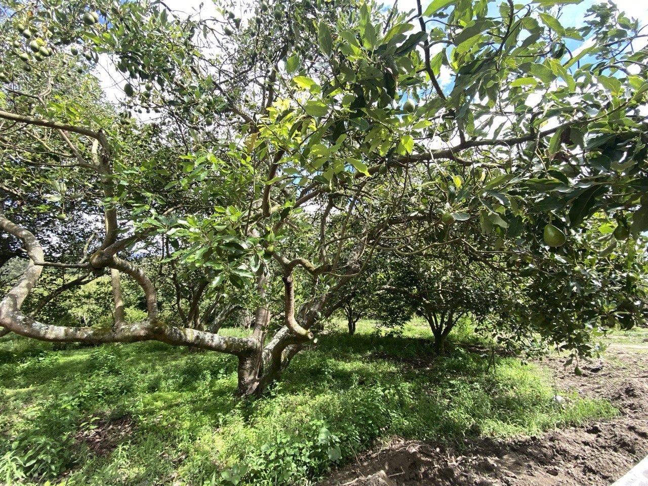 Terreno en venta en Pichincha | Quito | Guayllabamba, Terrenos en Guayllabamba, Barrio Cercopamba, Lotes de 250 m², $15.500