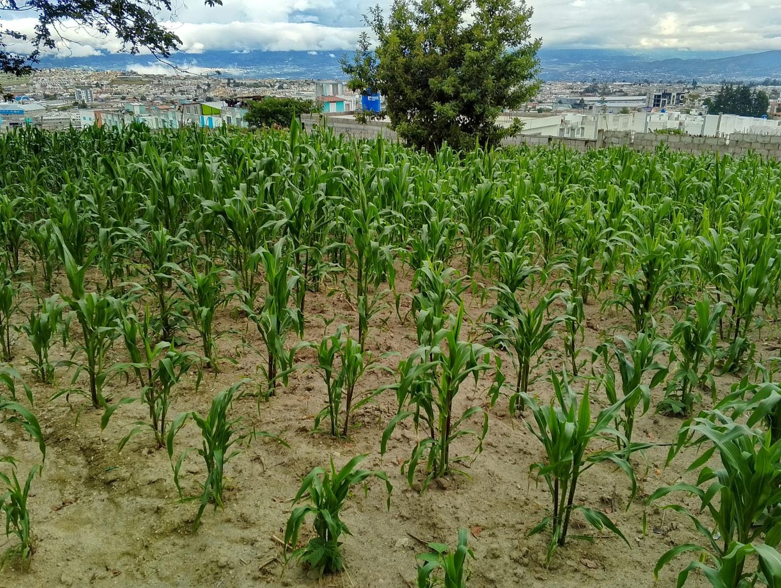 Terreno en venta en Pichincha | Quito | San José de Morán, San José de Morán Alto