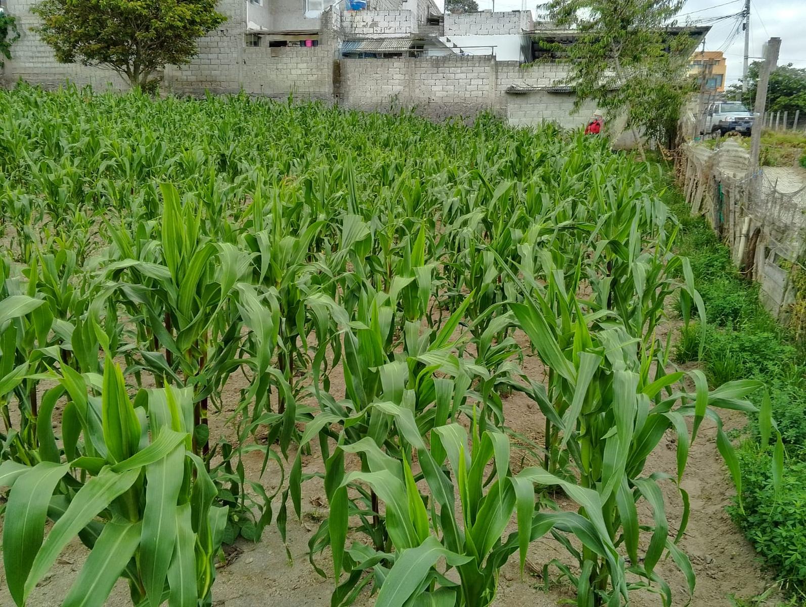 Terreno en venta en Pichincha | Quito | San José de Morán, San José de Morán Alto