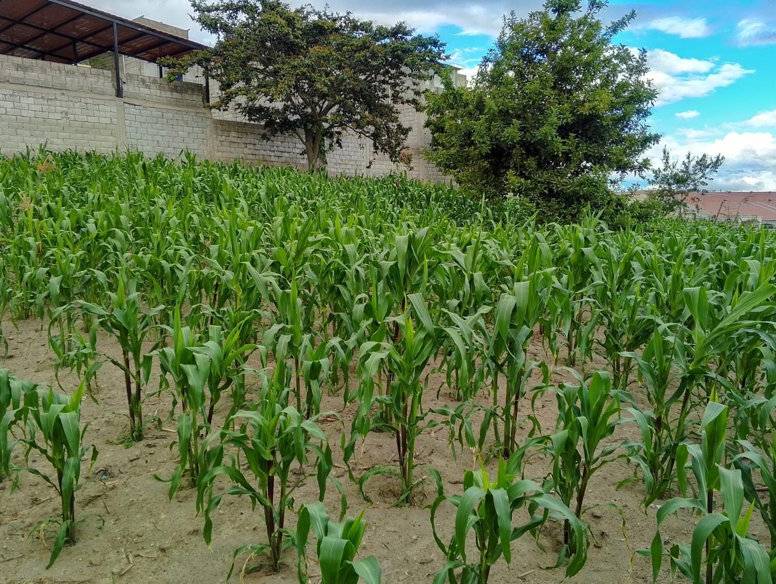 Terreno en venta en Pichincha | Quito | San José de Morán, San José de Morán Alto