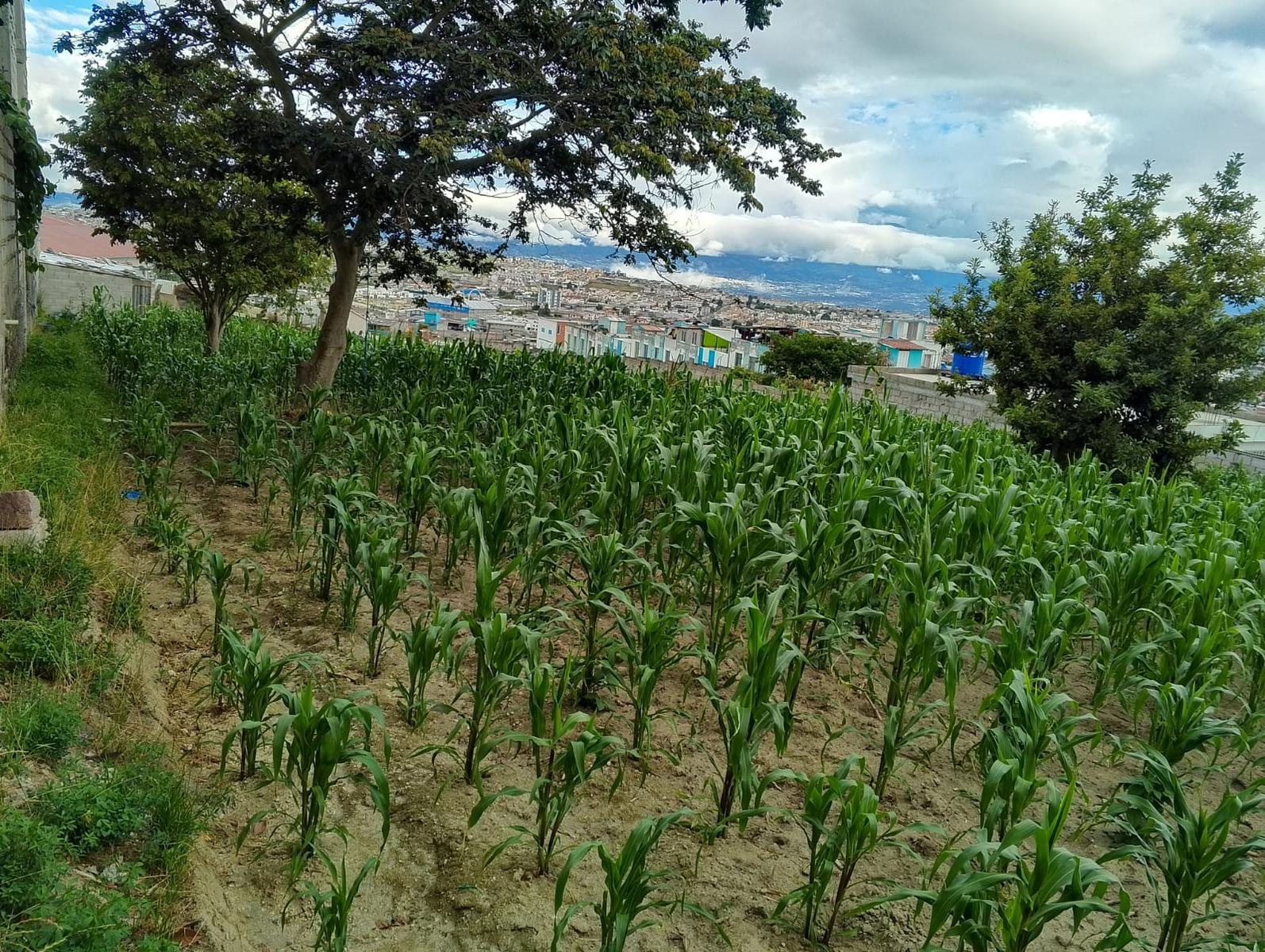 Terreno en venta en Pichincha | Quito | San José de Morán, San José de Morán Alto