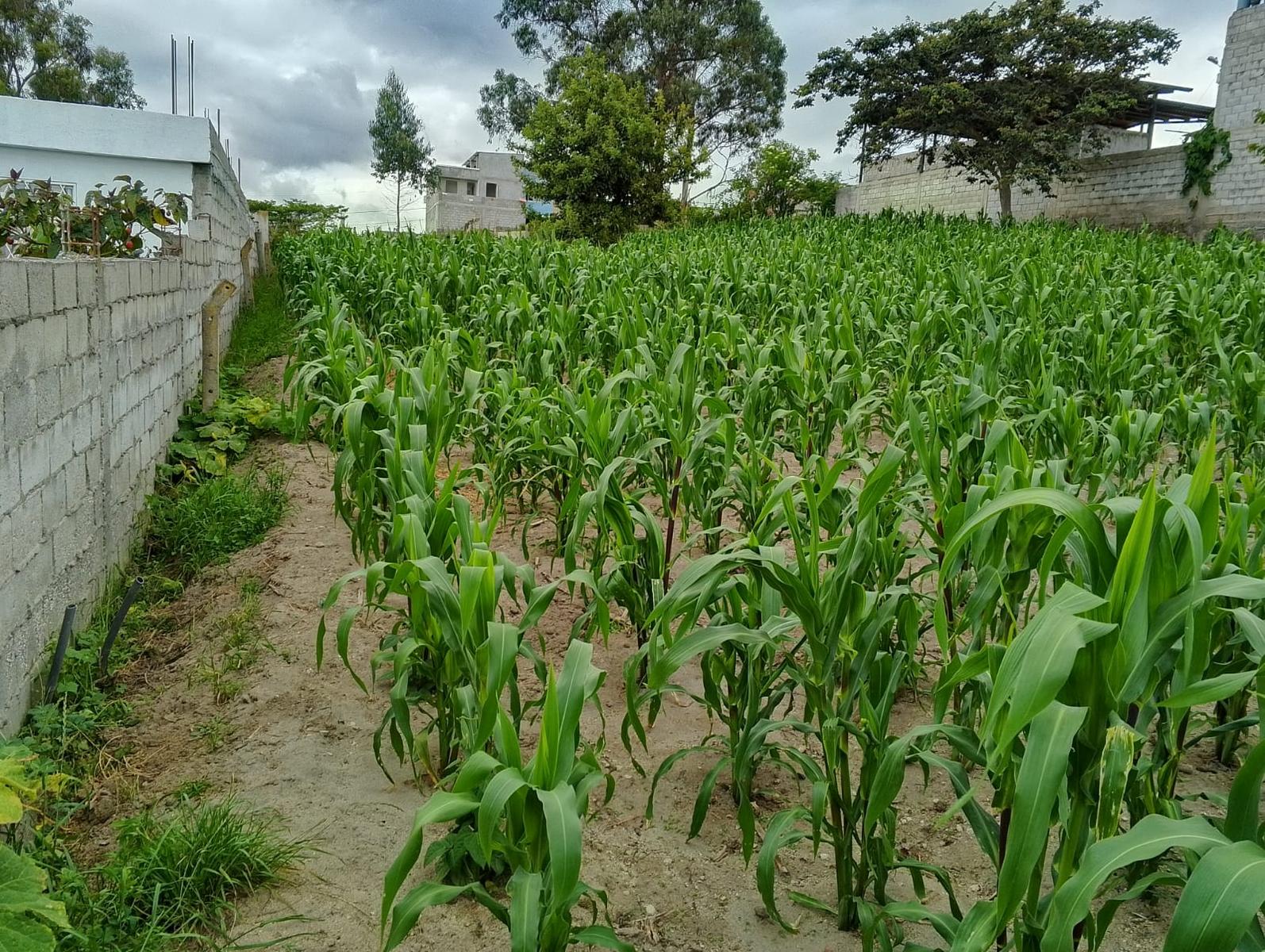 Terreno en venta en Pichincha | Quito | San José de Morán, San José de Morán Alto