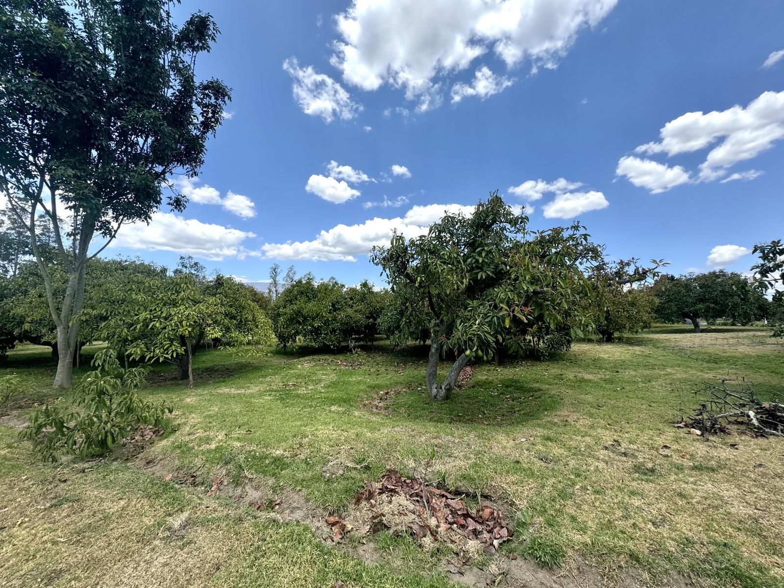 Terreno en venta en Pichincha | Quito | Puembo, Arrayanes, Puembo