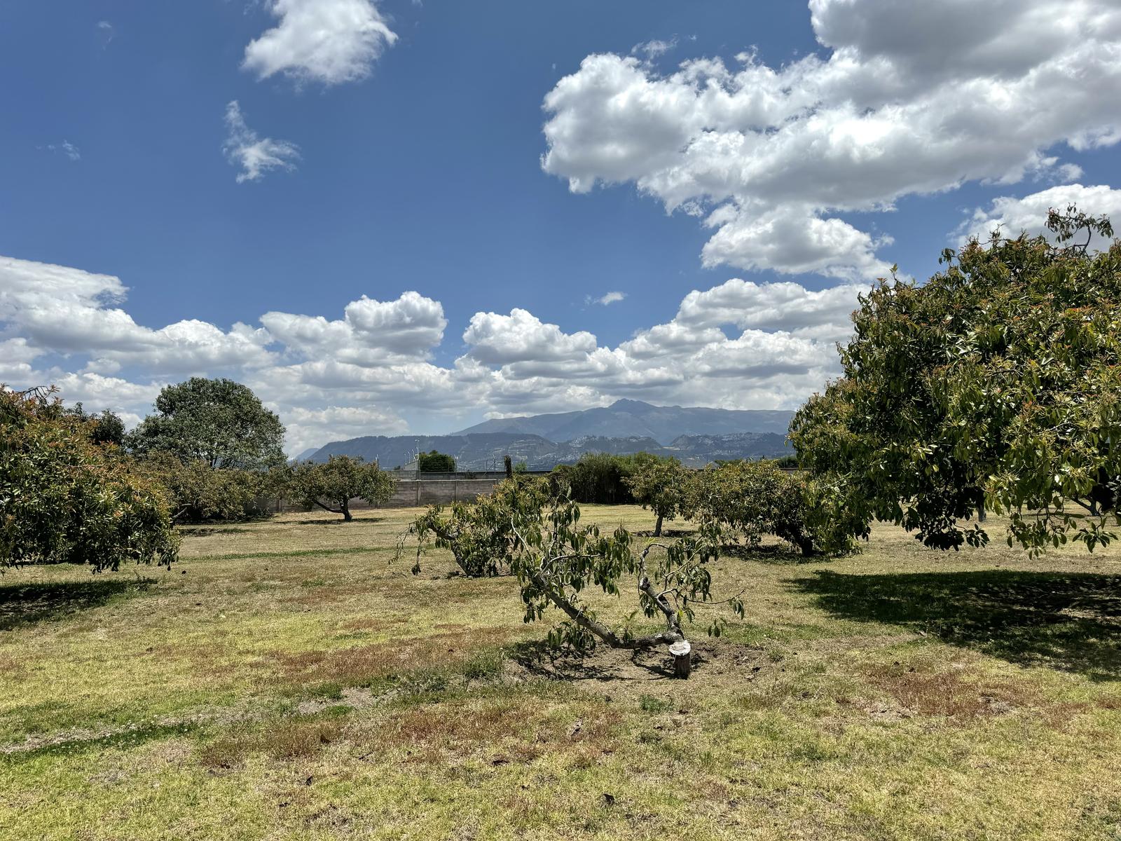 Terreno en venta en Pichincha | Quito | Puembo, Calle Cornejo Sánchez, Urbanización El Chaupi, Lote 8