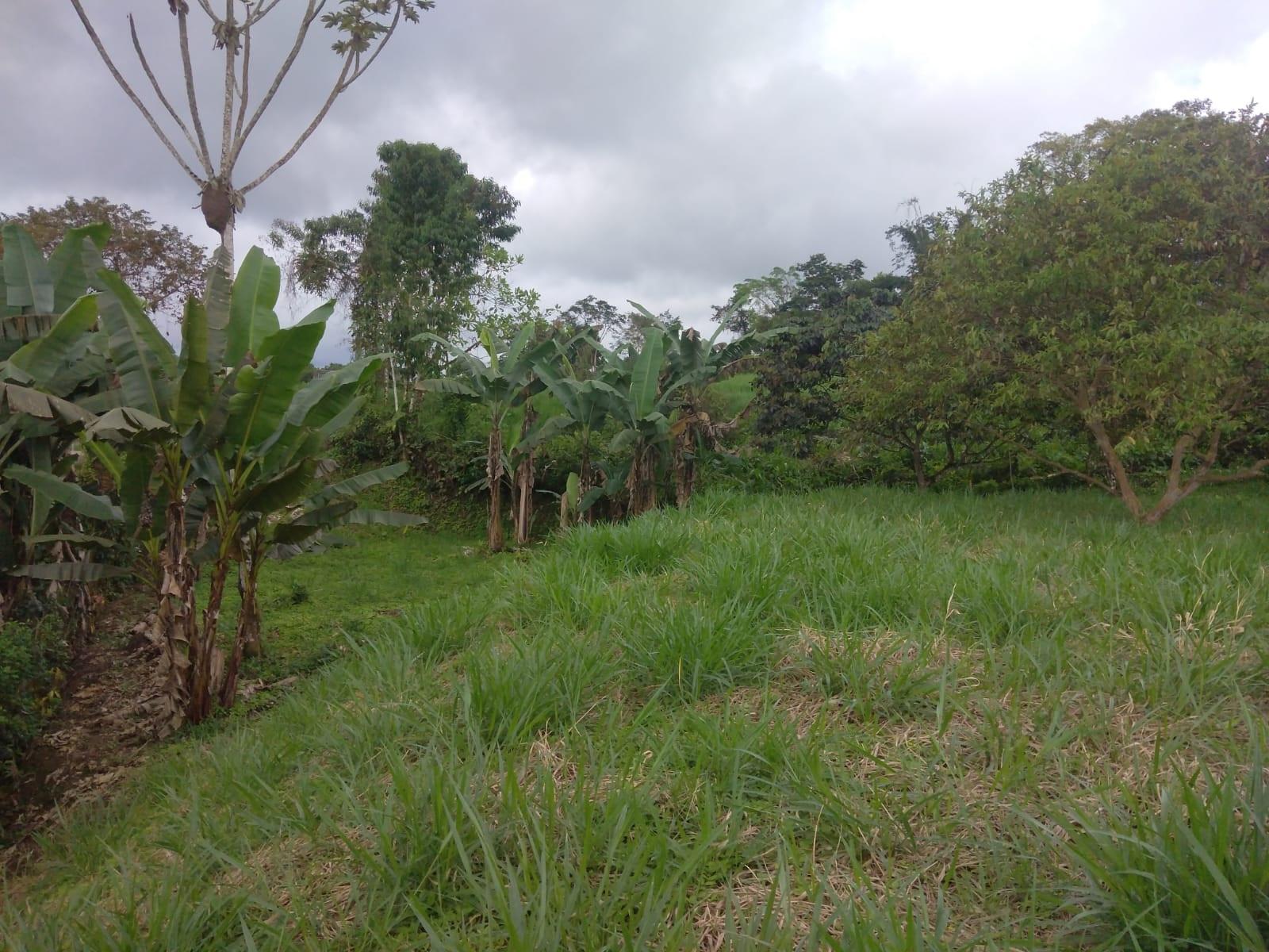 Terreno en venta en Ecuador | Pichincha | Pedro Vicente Maldonado, Pedro Vicente Maldonado, Vía Los Bancos