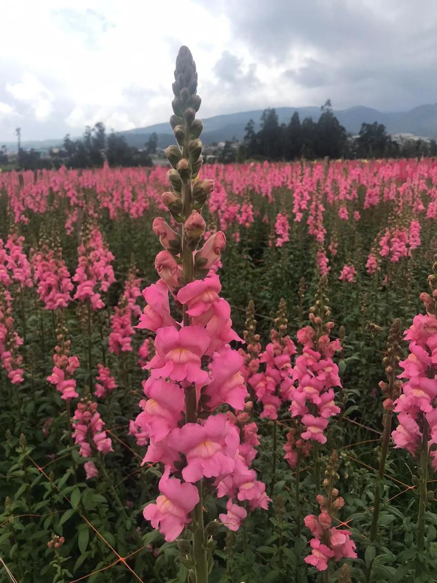Terreno en venta en Pichincha | Quito | Checa, Chilpecito-Checa