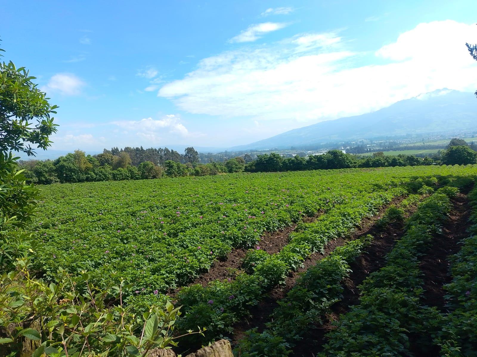 Terreno en venta en Pichincha | Machachi | Sur de Machachi, Aloasi Barrio la estación , Machachi , El Corazon , Mejia