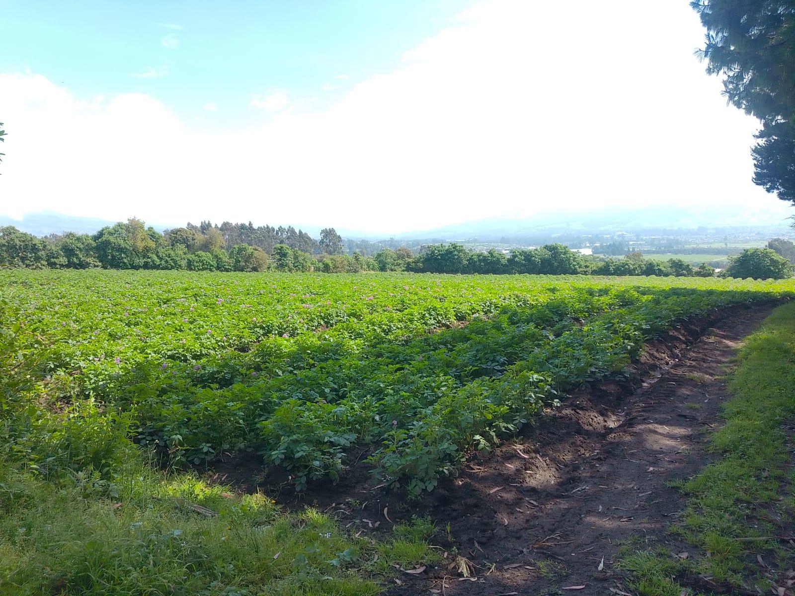 Terreno en venta en Pichincha | Machachi | Sur de Machachi, Aloasi Barrio la estación , Machachi , El Corazon , Mejia