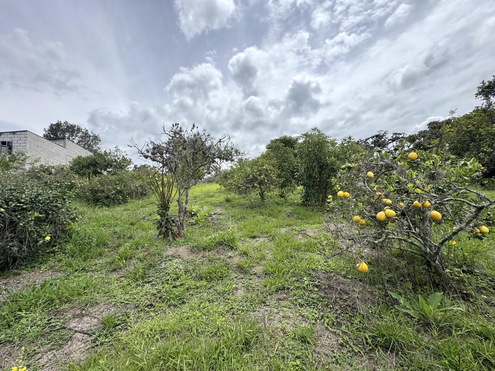 Terreno en venta en Pichincha | Quito | Puembo, Urbanización Lomas de Nápoles, Puembo