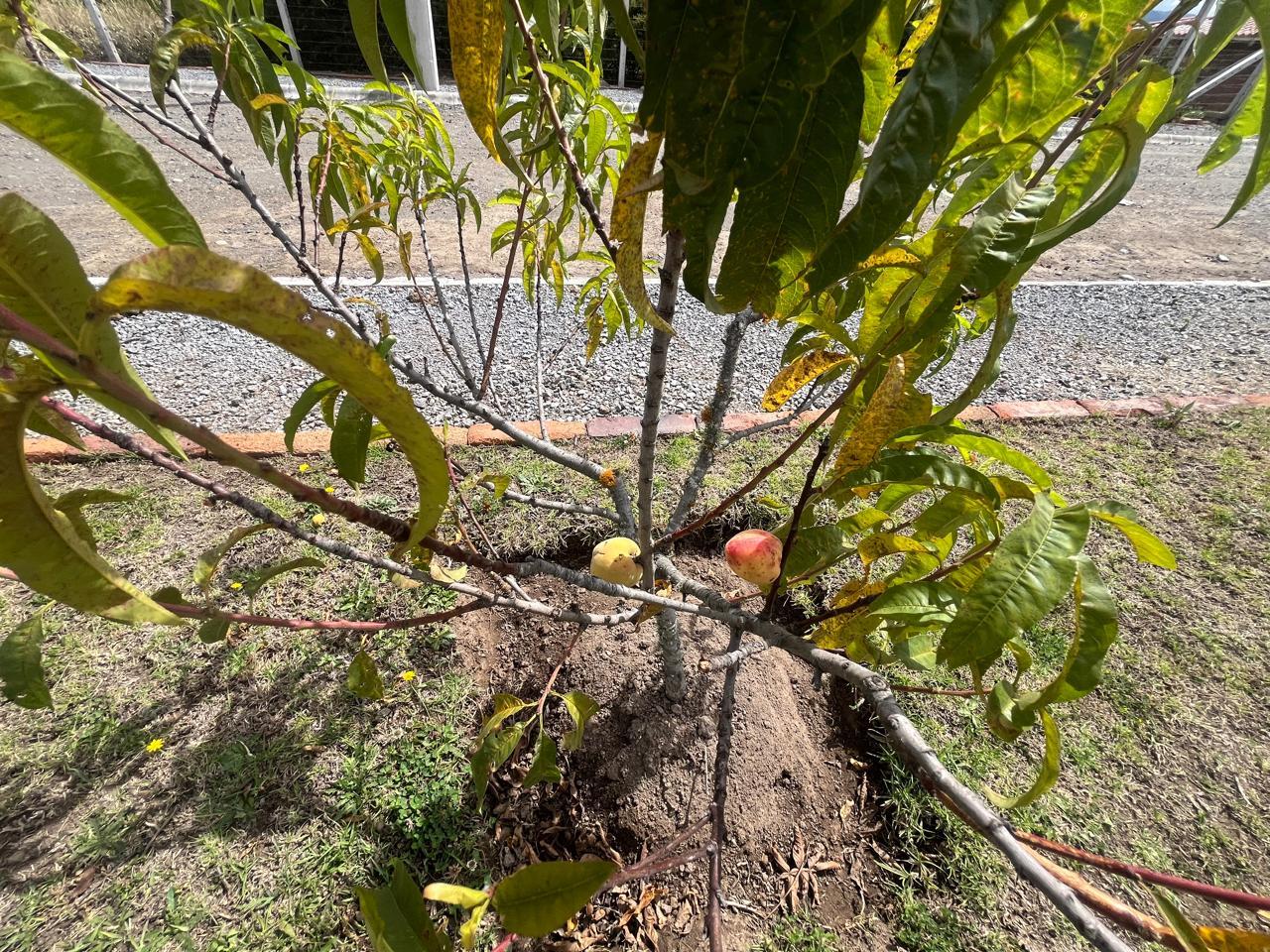 Terreno en venta en Pichincha | Pedro Moncayo | Tabacundo, Tocachi canton Pedro Moncayo