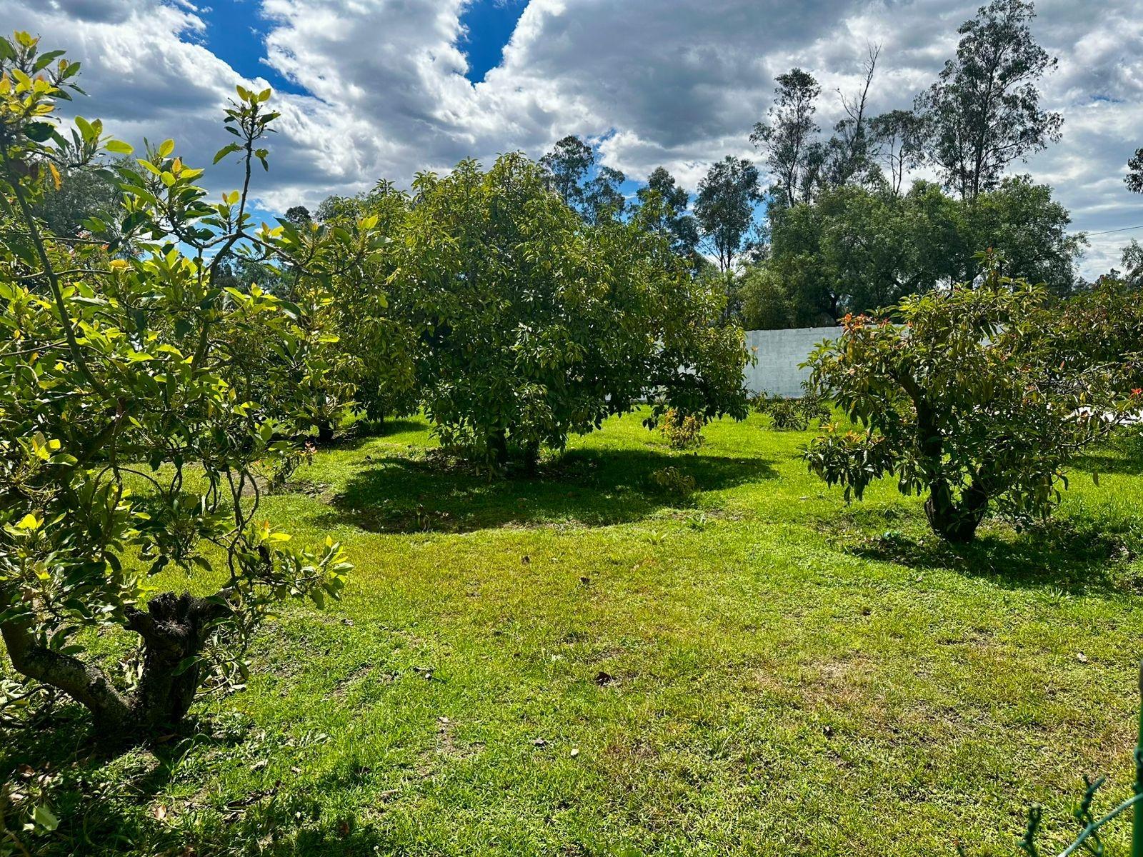Terreno en alquiler en Pichincha | Quito | Puembo, Uscencio Baquero y José Ayala