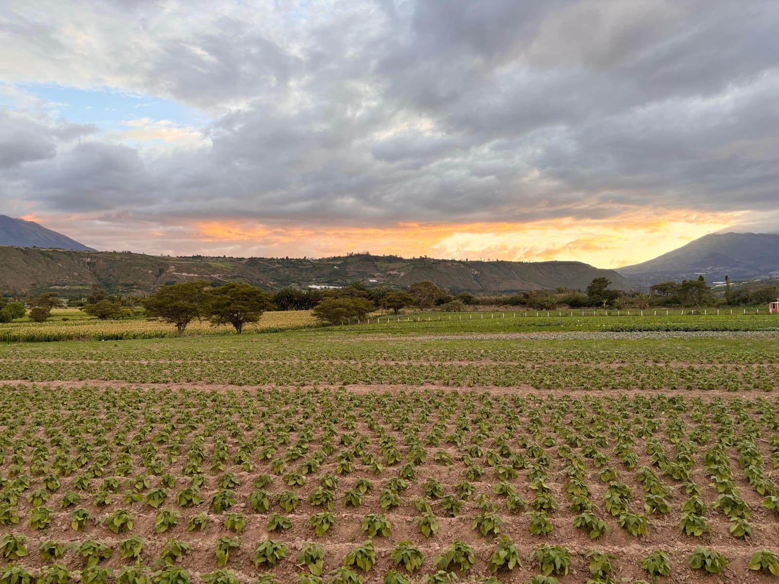 Terreno en venta en Imbabura | Antonio Ante | Imbaya, San Juan de Imbaya Via Urcuqui