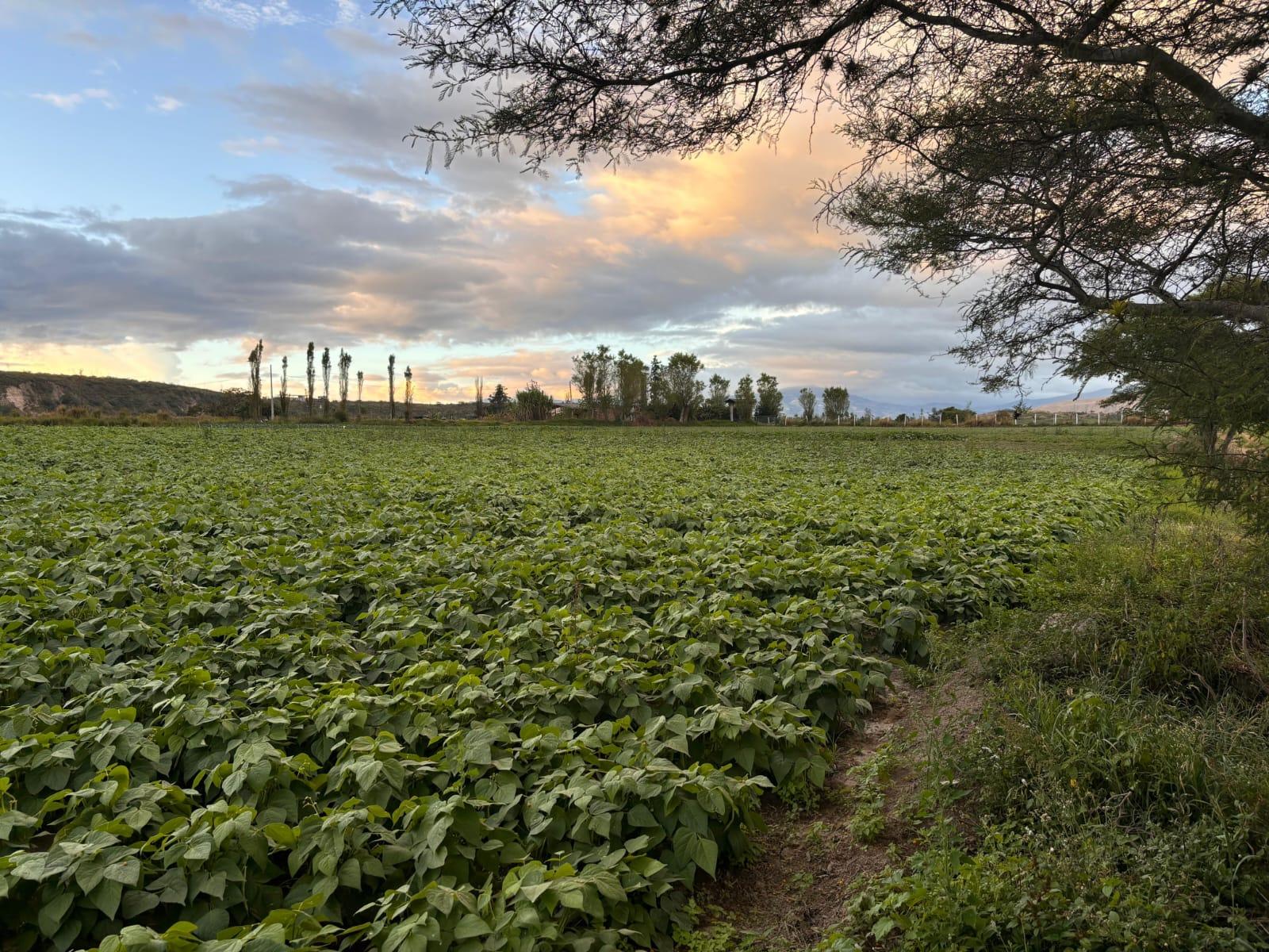 Terreno en venta en Imbabura | Antonio Ante | Imbaya, San Juan de Imbaya Via Urcuqui