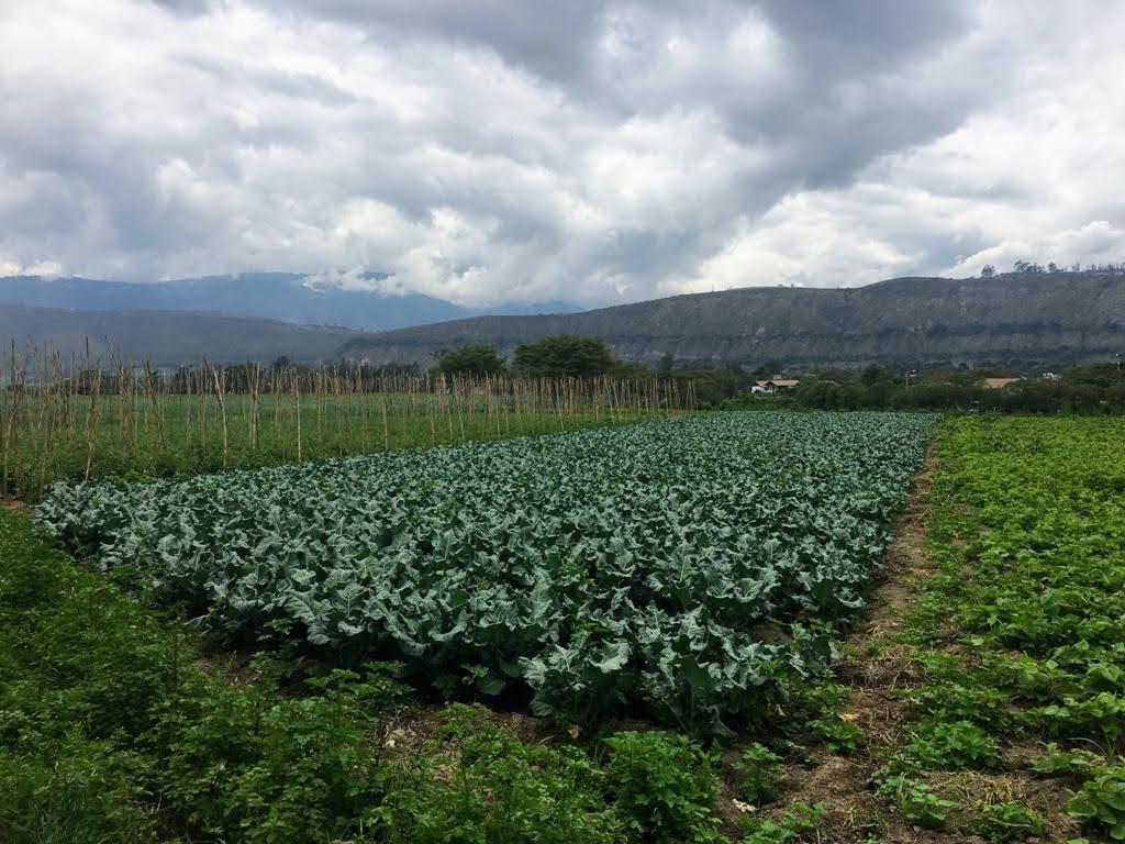 Terreno en venta en Imbabura | Antonio Ante | Imbaya, San Juan de Imbaya Via Urcuqui