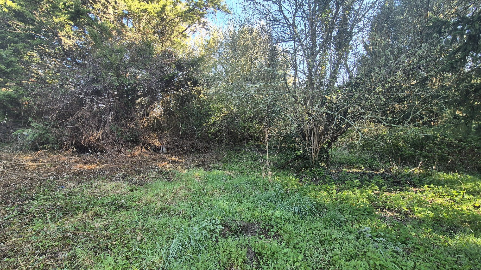 Real Estate Complex to Fully Renovate – Strong Potential – 1 Hectare of Land 5