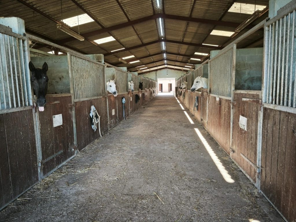 Individual house + 26-hectare stud farm for sale 2