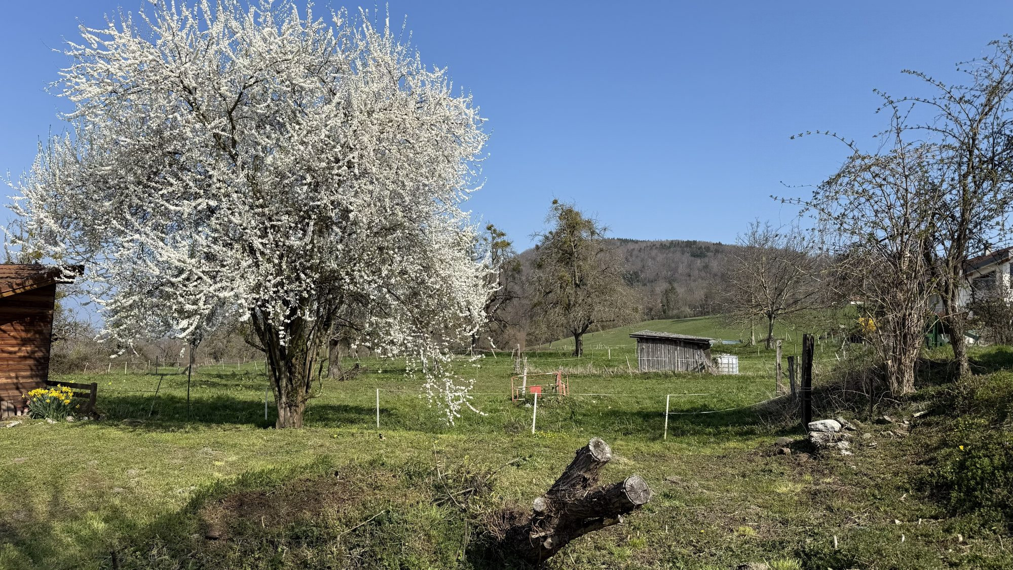 Terrain à bâtir au calme · à Perrignier · 149 000 €