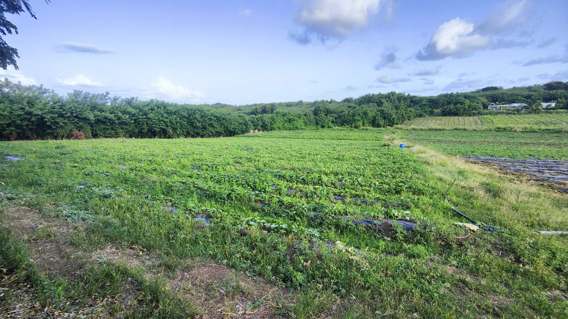 Buildable Land of 2,000 m² in Vauclin (97280) 3