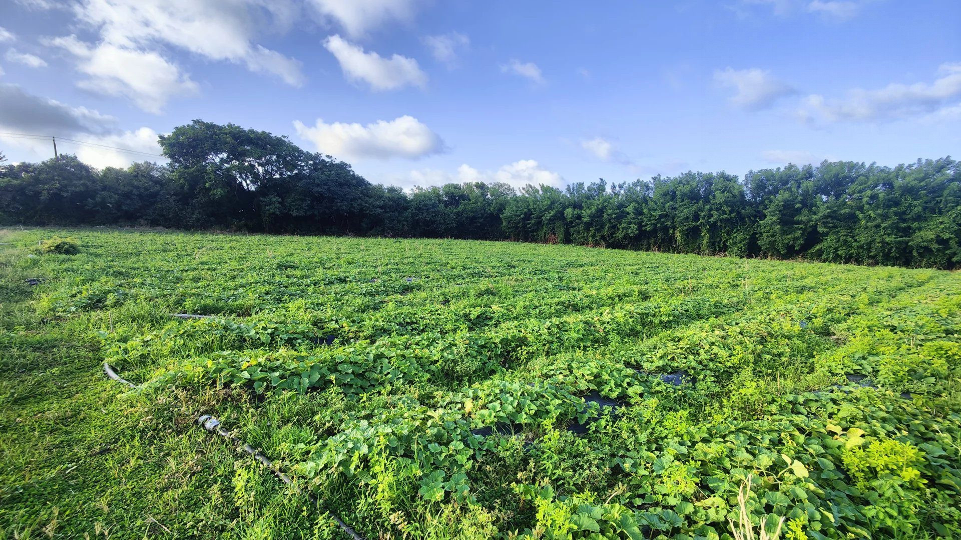 Buildable Land of 2,000 m² in Vauclin (97280) 4