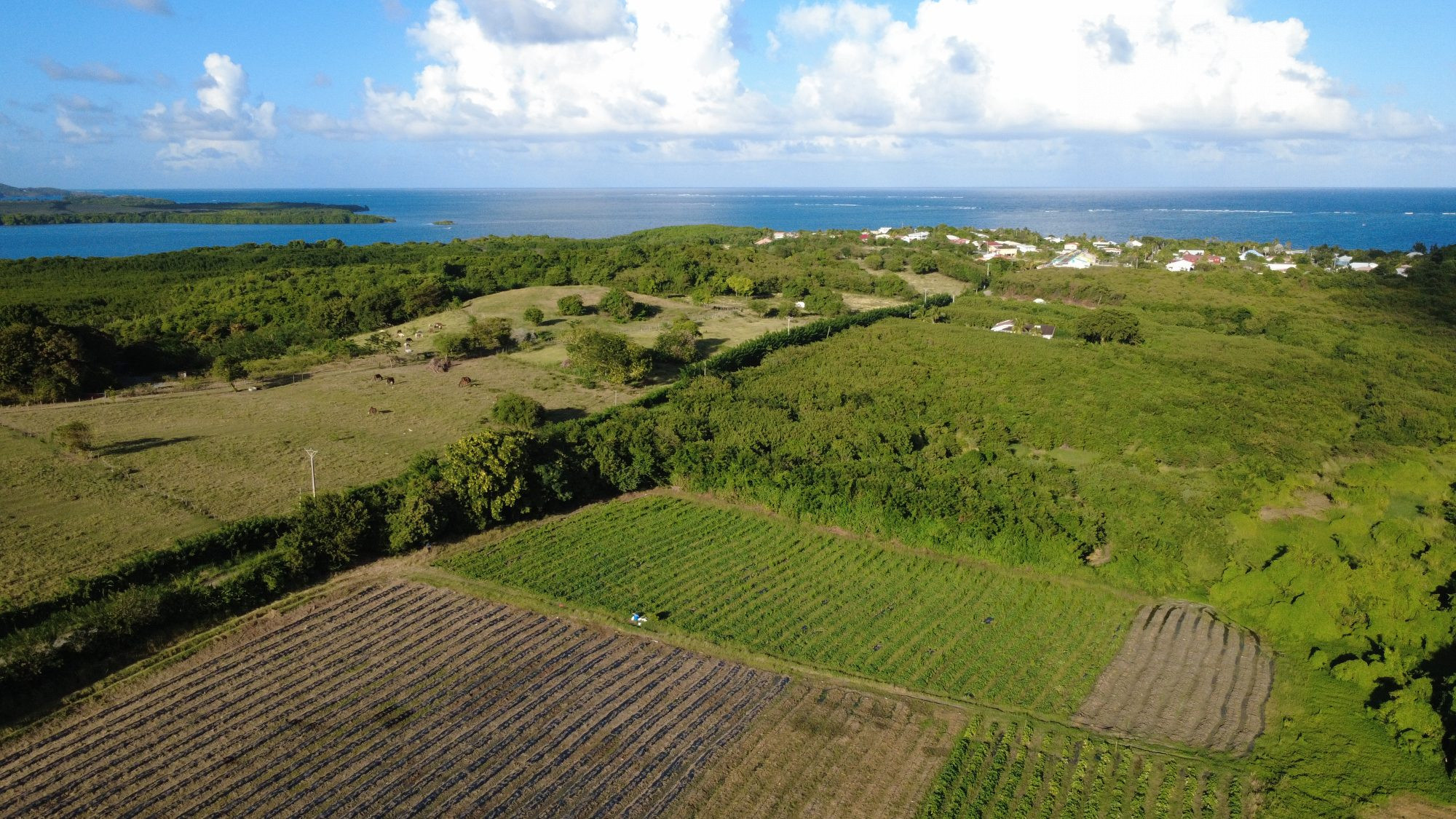 Terrain constructible de 2 000 m² au Vauclin (97280)