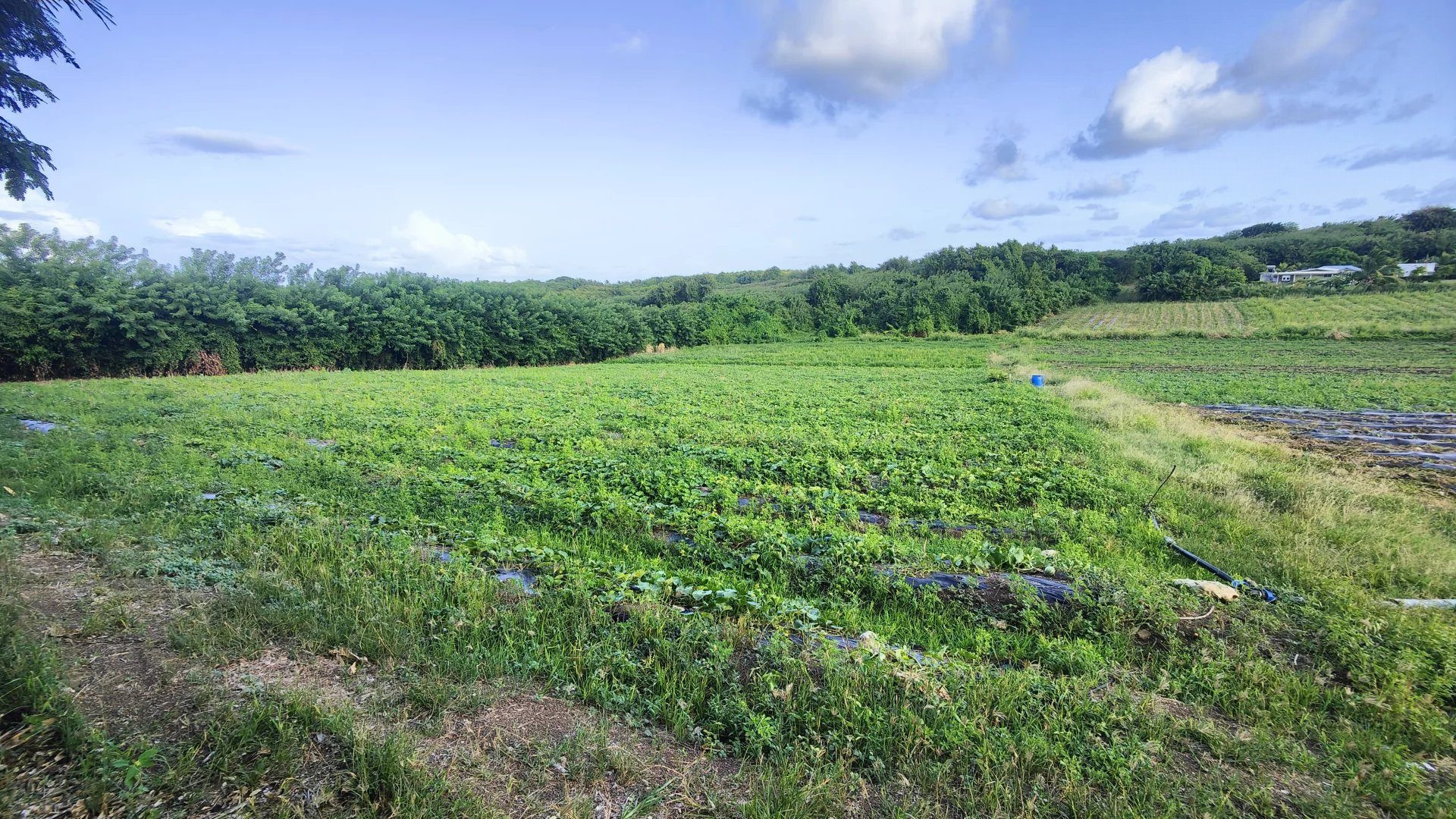 Buildable Land of 2,000 m² in Vauclin (97280) 5