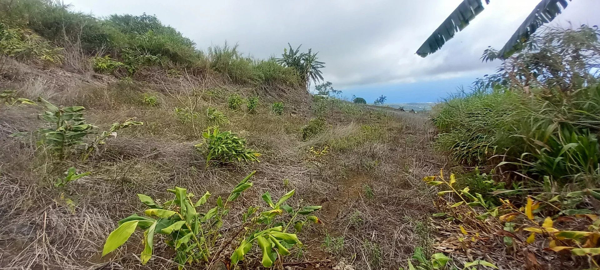 À vendre : Terrain La Chaloupe Saint-Leu – Vue panoramique sur la côte de Saint-Leu