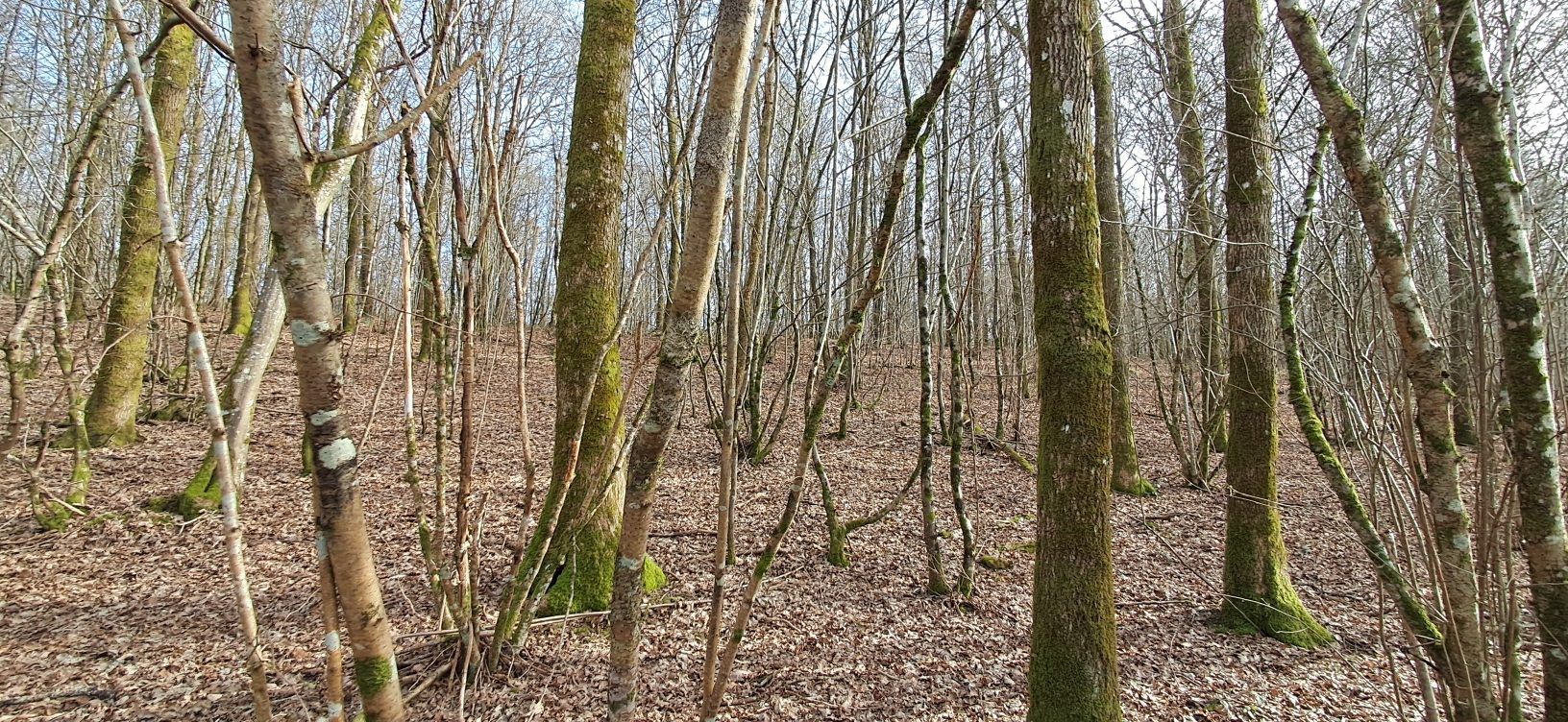 Forest for sale in Gernelle