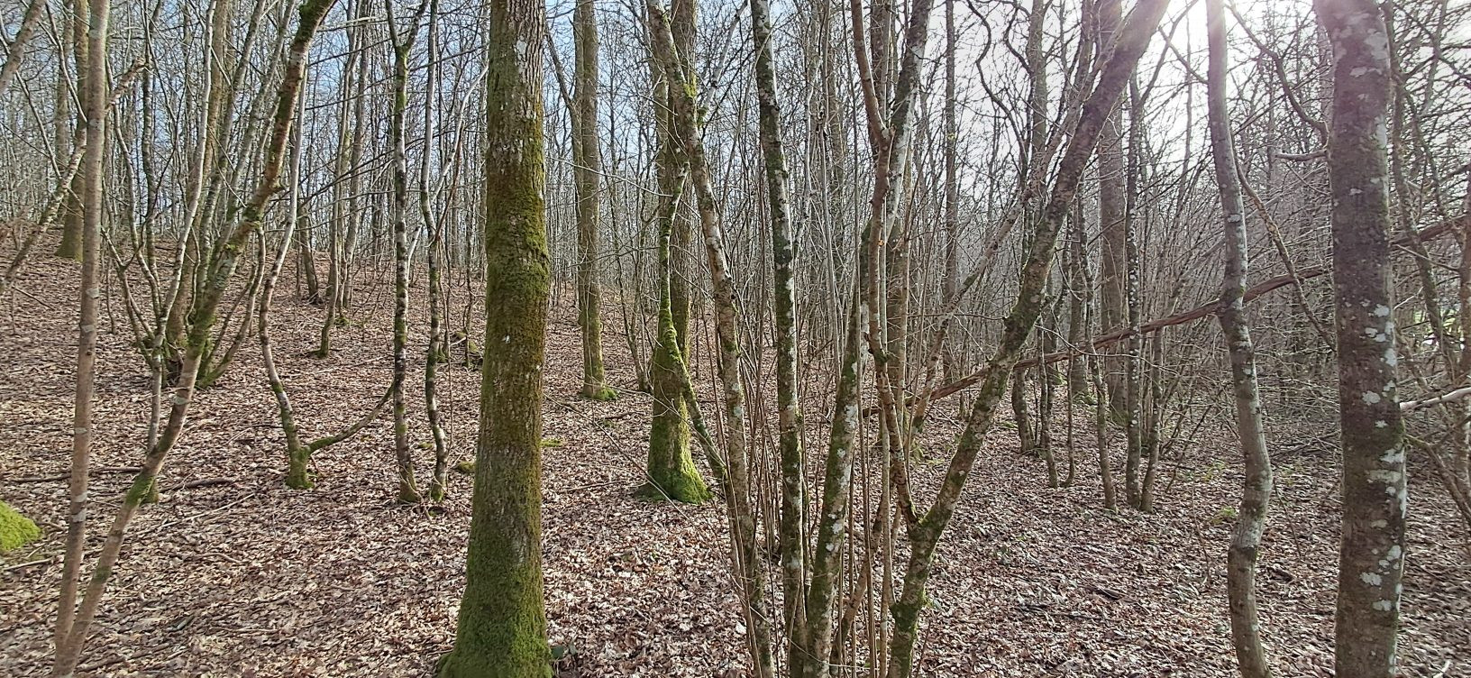 Forest for sale in Gernelle