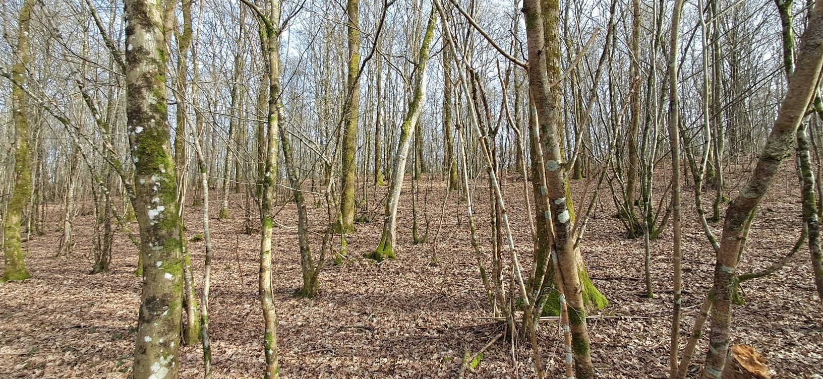 Forest for sale in Gernelle