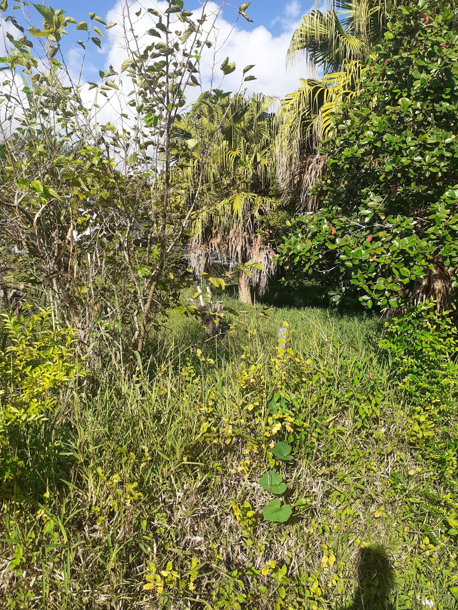 Terrain constructible à la plaine des grègues · à Saint-Joseph · 72 900 €