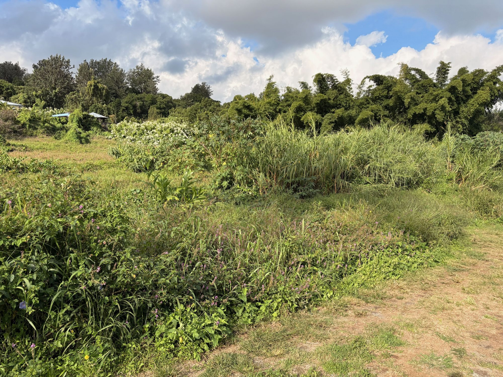 Terrain constructible Bras de pontho