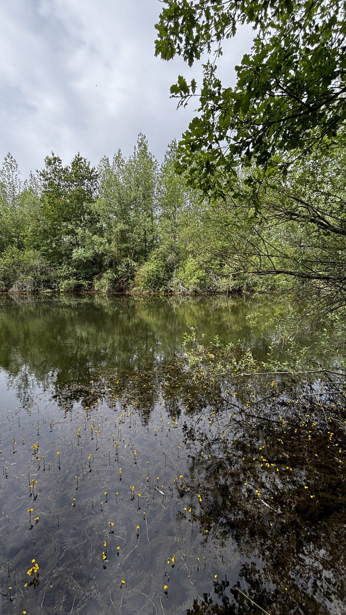 ETANG