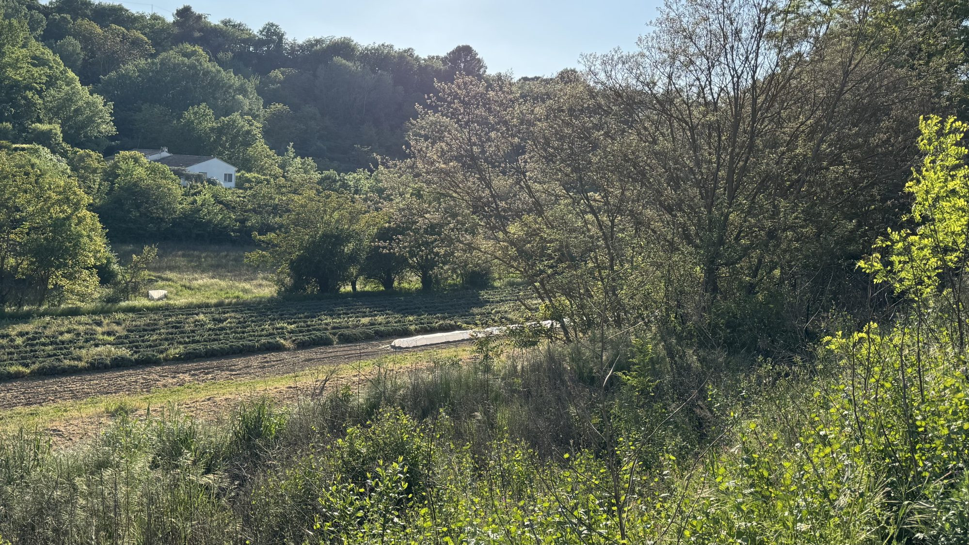 Terrain à vendre à Ménerbes