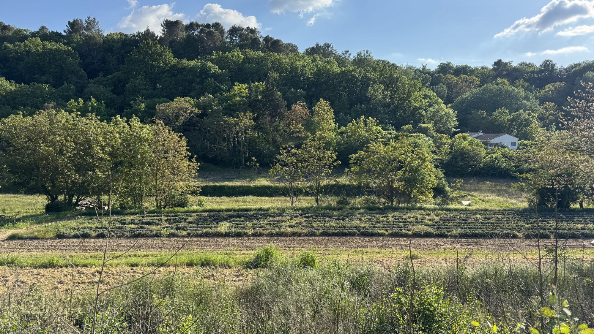 Terrain à vendre à Ménerbes