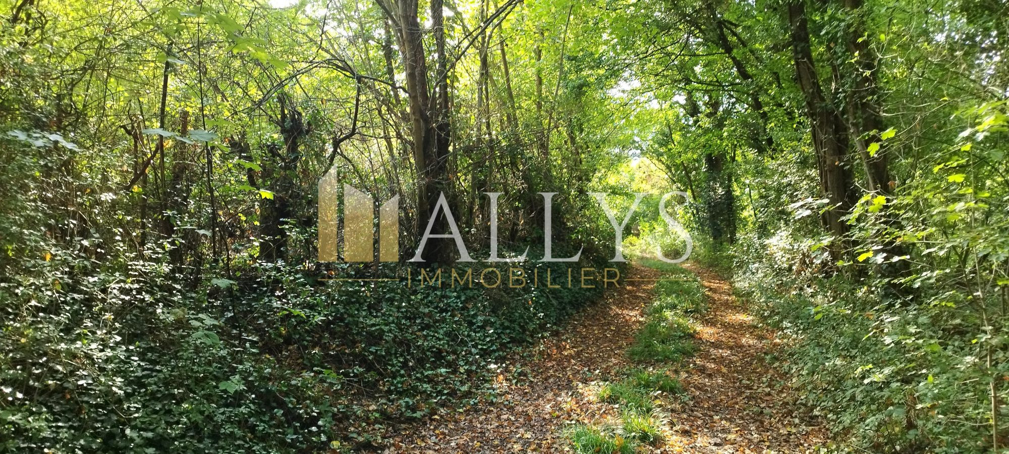 Terrain forestier de 5ha