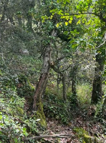 Terrain for sale in Tourtour