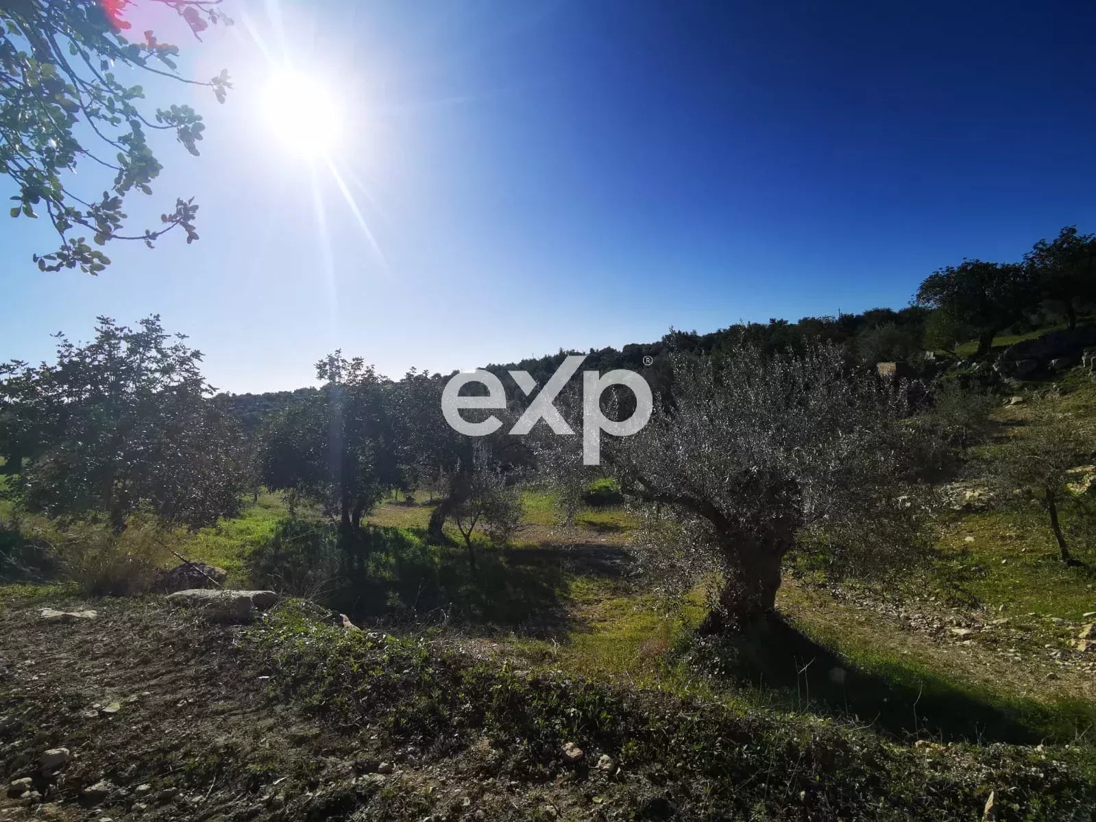 Terreno agricolo edificabile con ulivi e carrubi