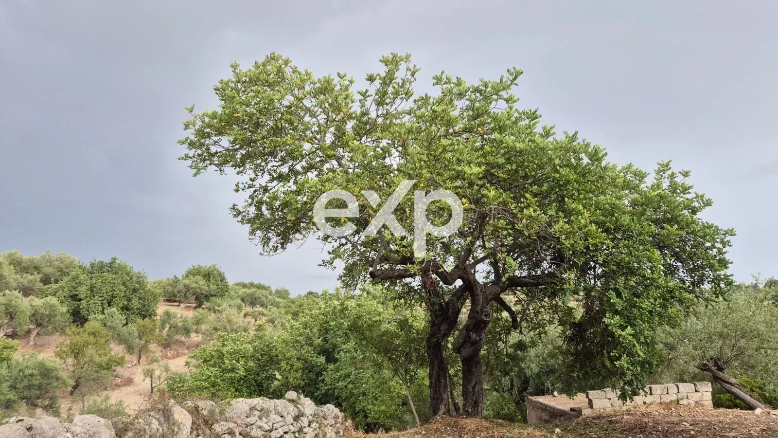 Terreno agricolo edificabile con ulivi e carrubi