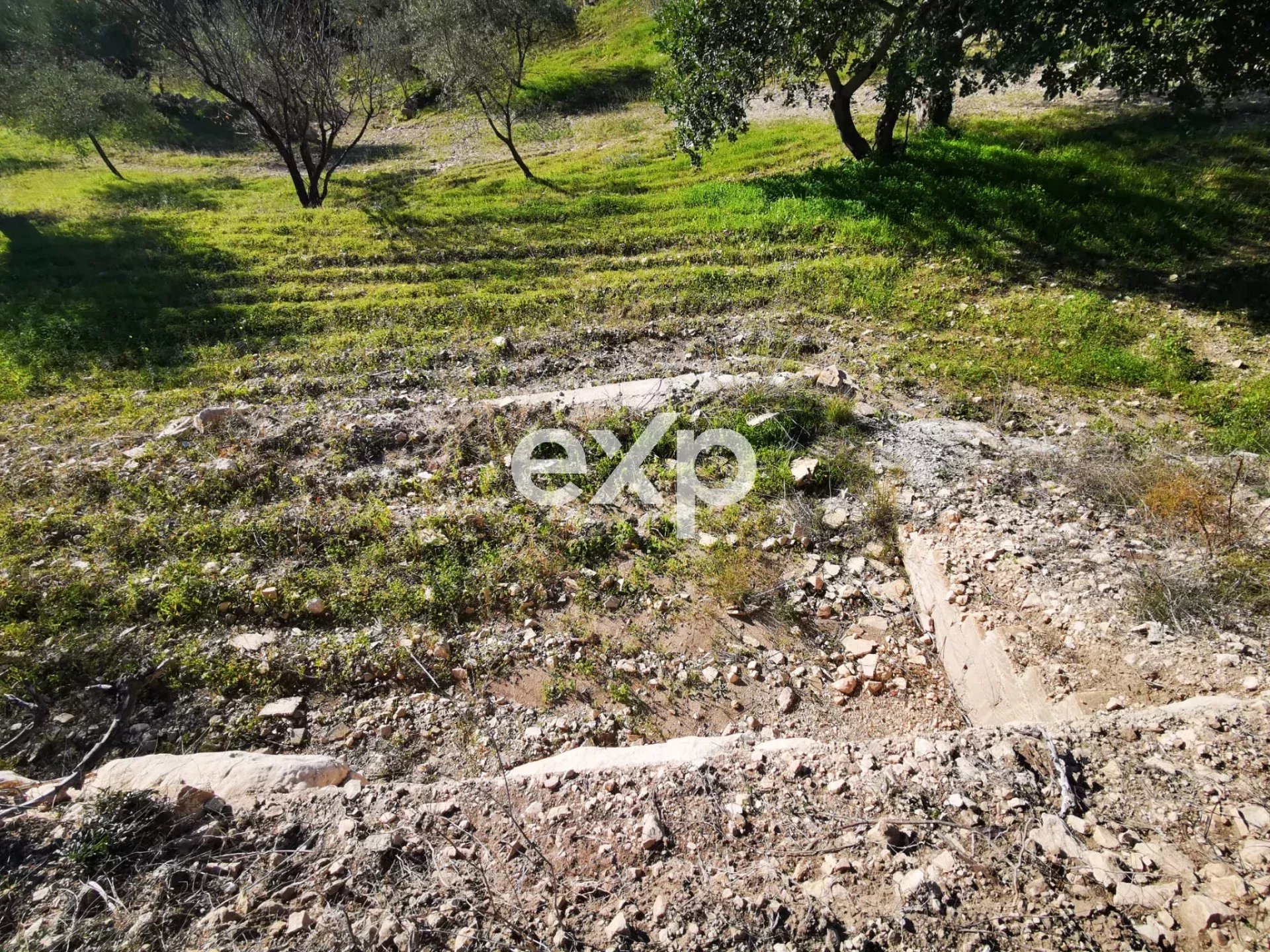 Terreno agricolo edificabile con ulivi e carrubi