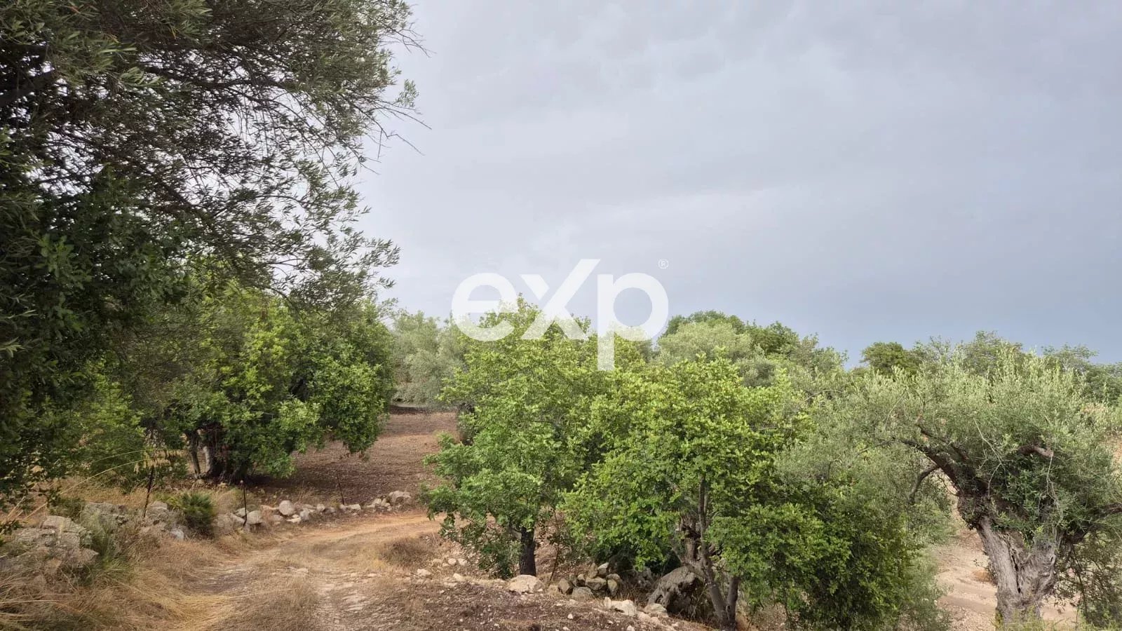 Terreno agricolo edificabile con ulivi e carrubi
