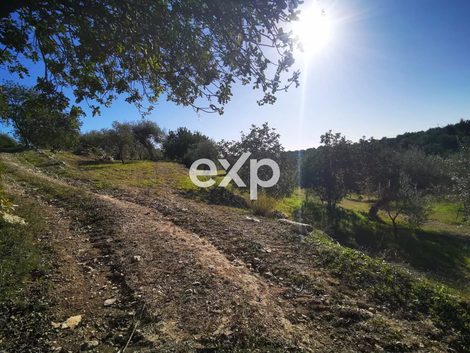 Terreno agricolo edificabile con ulivi e carrubi