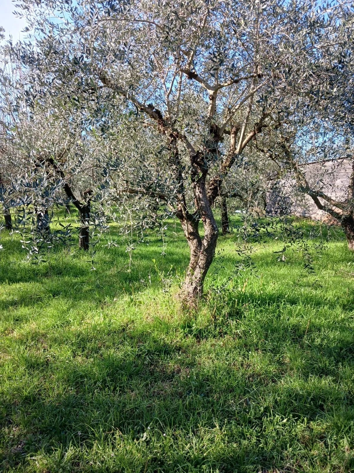Terreno in vendita a Castelfranco Piandiscò, 850 m²