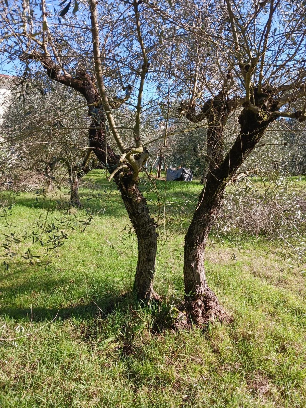 Terreno in vendita a Castelfranco Piandiscò, 850 m²
