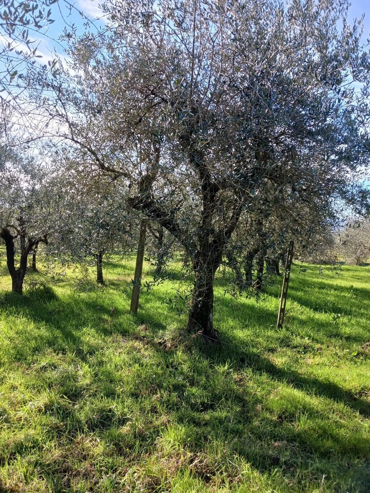Terreno in vendita a Castelfranco Piandiscò, 850 m²