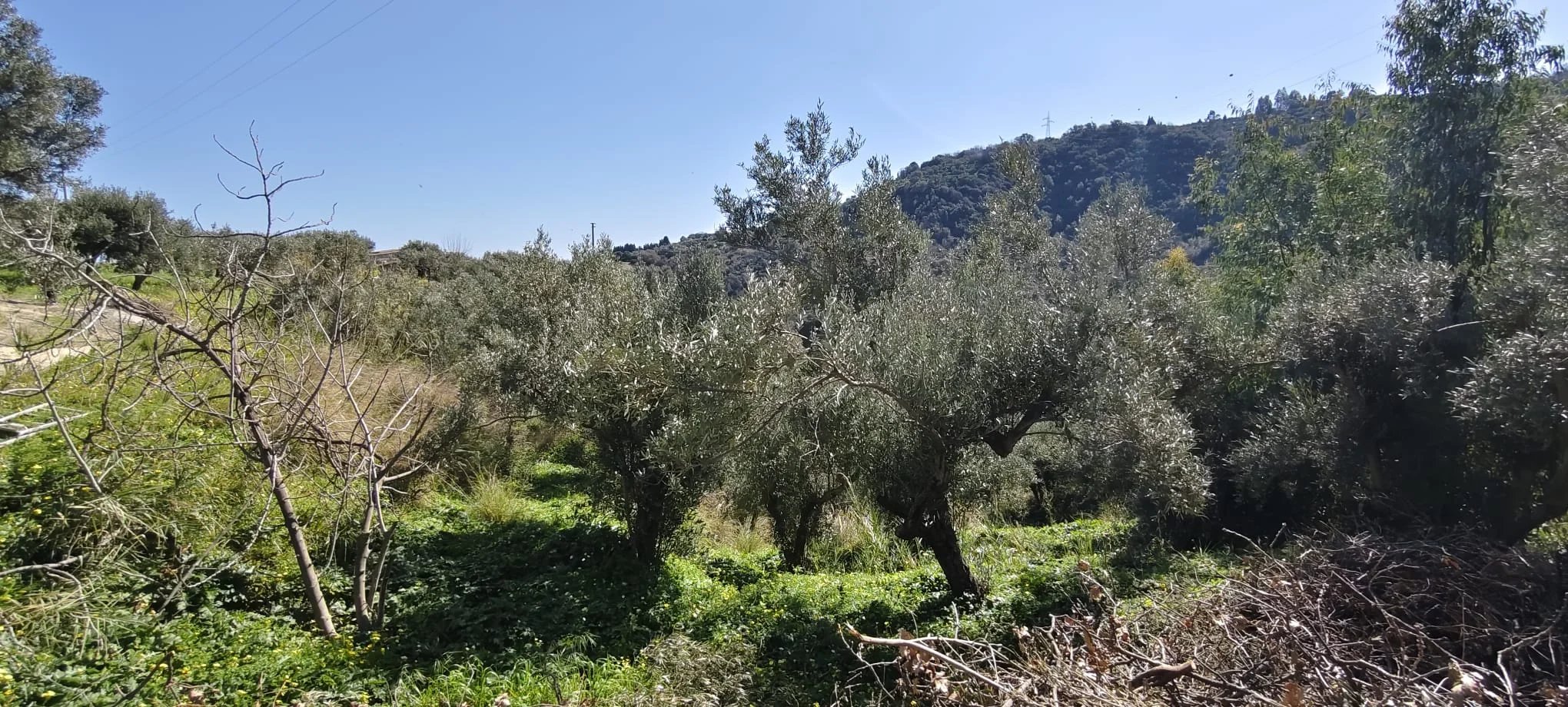 Terreno in vendita a Davoli, via manozzolo, 88060 Davoli, 6400 m²