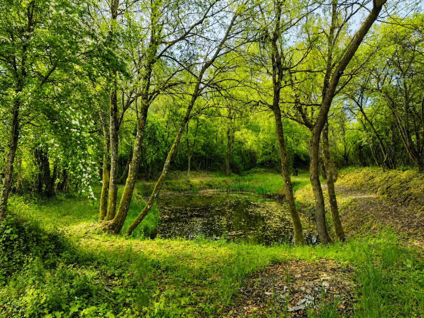 Private Nature Refuge — Pond, Solar Panels & Protected Area in Hagen 5
