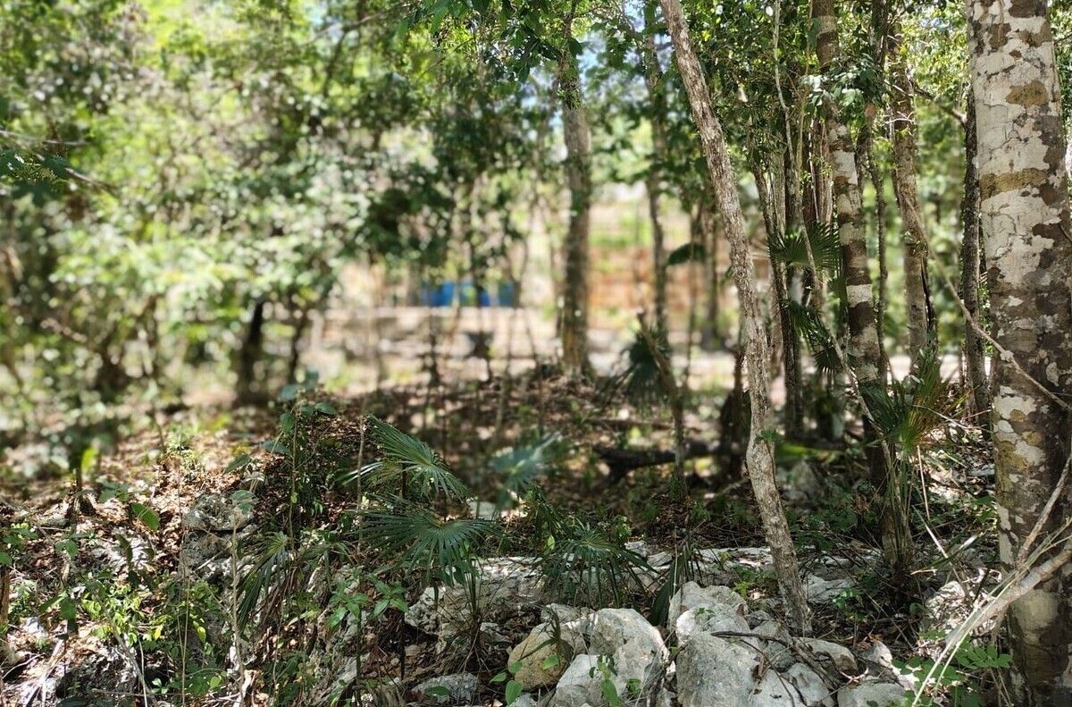 Terreno en Venta en Akumal: Naturaleza, Paz y Conexión