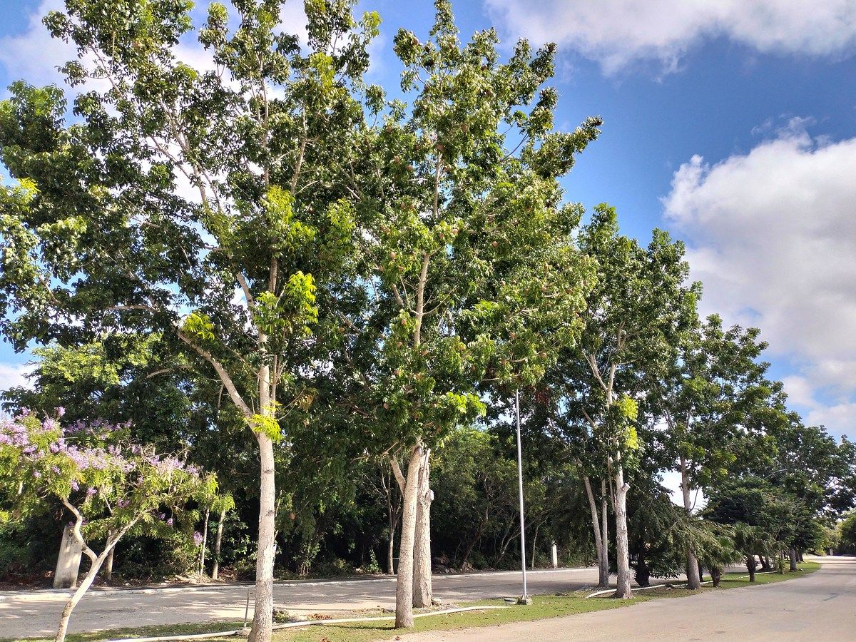 Lote residencial en venta en La Rejoyada, Mérida, Yucatán